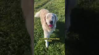 Heartwarming Guide Dog Story A Blind Dogs Journey facts motivation [upl. by Esenaj600]