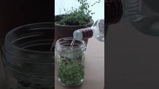 Simple thyme tincture recipe shorts [upl. by Borchers777]