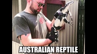 UJR Down Under Visiting Private Reptile Collections [upl. by Dorrahs]