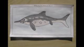 My drawings fossil marine taxa [upl. by Buddy]