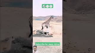 Giraf animals funny lion wildanimals wildlife viralvideo leapordattack [upl. by Sirovat]