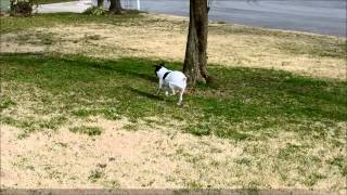 Luxating Patella Jack Russell Terrier [upl. by Trinette]