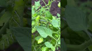 Tomato Hornworm And Parasitic Wasp wolfhillmakers fyp tomato tomatoplants hornworm farm [upl. by Baynebridge]