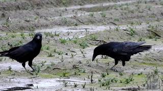 Turn up your sound  young raven begs for food with a lovely tinkling song [upl. by Khan]