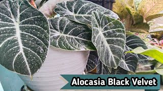 Cara Mudah Memperbanyak Tanaman Alocasia Black Velvet  Care and propagation Alocasia Black Velvet [upl. by Forest820]