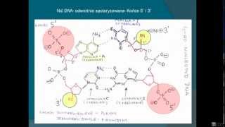 Biologia  Budowa DNA [upl. by Lednyc218]