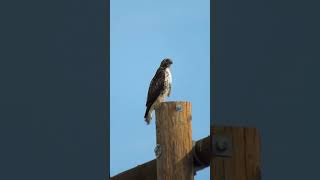 Juvenile RedTailed HawkButeo Jamaicensis [upl. by Irbmac]