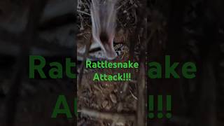 Rattlesnake Attack rattlesnake arizona hiking snake explorearizona shorts fyp nature snake [upl. by Gnouh]