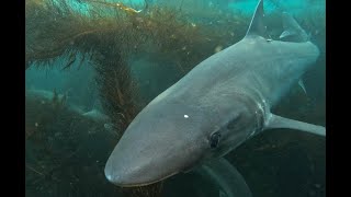 Diving with Tope Sharks in La Jolla CA [upl. by Iaoh]