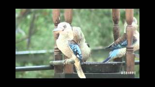 The Blue Winged Kookaburra [upl. by Ahseena563]