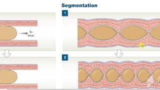 Peristalisis Vs Segmentation [upl. by Nyladnek454]