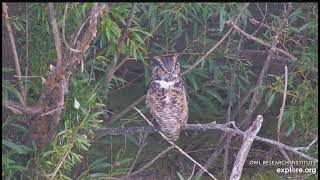 Handsome Great Horned Owl Perched and Preened 9172024 exploreorg [upl. by Faustus]