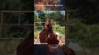 Chicken  Natures Gimbal Machine [upl. by Eema529]