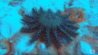 Crown of Thorns Starfish  Coral reef killers [upl. by Rehpatsirhc]