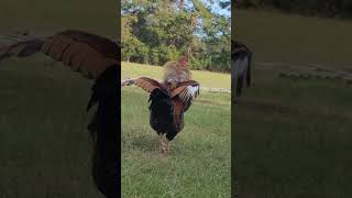 GOLD Laced WYANDOTTE Rooster [upl. by Odiug]