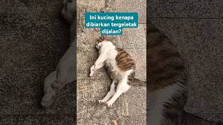 Kucing terbaring dijalanan kucing kucinglucu cat cutecat [upl. by Niram389]