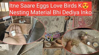 Itne Saare Eggs Love Birds k Aur Nesting Material Bhi Dediya Inko 😍 [upl. by Grannia]