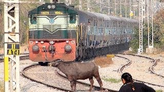 Crazy Buffalo STOPS the Train and escapes  Indian Railways [upl. by Lyrred]