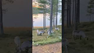 Reindeers came for a visit and had some supper 💜🫐 reindeer finland northernwoods cabinlife [upl. by Nibla578]