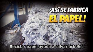 ¿Cómo se hace el Papel ¡Descubre cómo se fabrica el papel 🌳📄 [upl. by Aillemac]