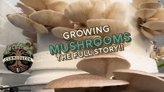 Mushroom growing  Oyster and Shijemi the full process [upl. by Nivonod468]