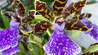 Episode 17 Zygopetalum Merlins Magic plus two other orchids worth sniffing [upl. by Ierbua]