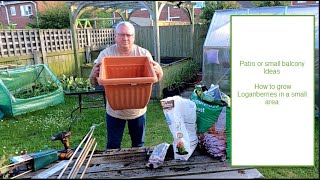 How to grow Loganberries in a small area Patio or small balcony Ideas [upl. by Sarajane]