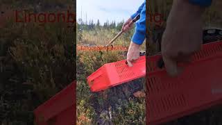 harvesting fruit lingonberry vaccinium berryfarm wildberries [upl. by Ellenig]