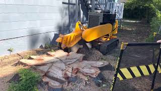 Carlton 7015 Trx Eating hardwood stump for breakfast [upl. by Giah870]