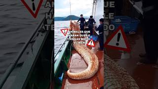 Animales que harán que le tengas miedo al mar primegalodon VS leviatán monstruosmarinos [upl. by Aisan]