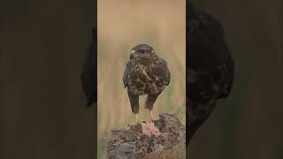 Ratonero comiendo Buteo buteo [upl. by Maffa]