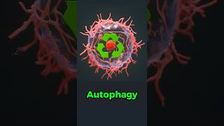 Autophagy Explained in 33 Seconds shorts [upl. by Adnawak]