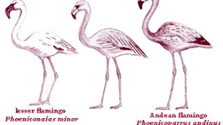 All Flamingo Species  Species List [upl. by Evilc]