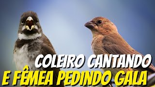 Coleiro cantando com fêmea pedindo gala para deixar o coração do seu coleiro acelerado [upl. by Nnylyak]