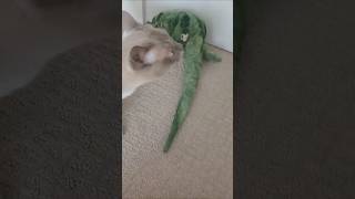 Cat vs iguana puppet burmesecat cat catlover cats catplaying catvideos catvshortvideo [upl. by Nett]