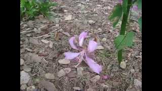 Bauhinia sp blakeana  Hong Kong Orchid Tree [upl. by Kilk]