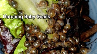 Hatching Baby Snails [upl. by Garey379]