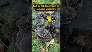 Turkey Tail Mushroom  Trametes versicolor mushroom turkeytail fungi woodland deadtree [upl. by Snodgrass]