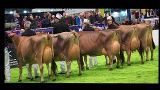 AgriScotRiverside Tequila Hazelnut from Wales wins Jersey Cow Class4K [upl. by Loredana]