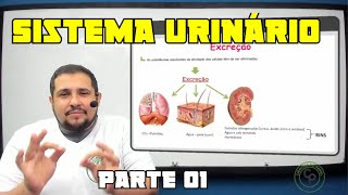 Sistema urinário 01 [upl. by Ralph298]