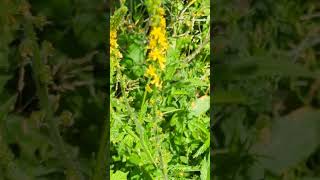 Flowers of our south Norfolk fields  Agrimony [upl. by Htennek]