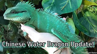 My Amazing Chinese Water Dragon Ozzie Update [upl. by Eiduj426]