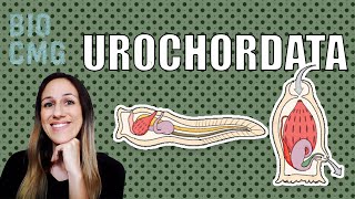 Urochordata  Classificação e Biologia dos tunicados [upl. by Gnek]