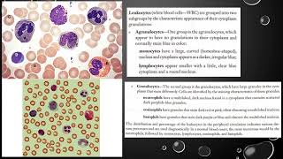 Blood Histology and Formed Elements [upl. by Erhart173]