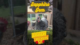 watchchickenssit Sapphire Gem cute hen pets pullet farm permaculture coop pasture [upl. by Cohl928]