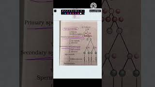 Ans 148 Spermatogenesis  Human Reproduction  NCERT Class 12 biology neet cuet neetug aiims [upl. by Lemhaj]