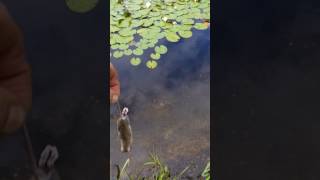 WALLER  WELS frißt Maus im Naturschwimmteich [upl. by Annalla]