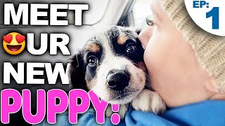 Your Complete Guide For Bringing A New Puppy Home [upl. by Bertilla]