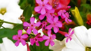 Easy Worship Background  Catchfly Flower [upl. by Shuma]