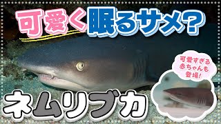 泳がなくても生きられるサメ？お洒落な模様が可愛いネムリブカを解説！アクアワールド大洗で産まれた可愛すぎる赤ちゃんも登場！【Whitetip reef shark】【水族館】 [upl. by Studley]